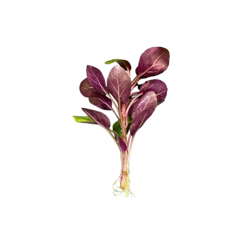 Dwarf Cardinal Lobelia Cardinalis - Canton Aquatics