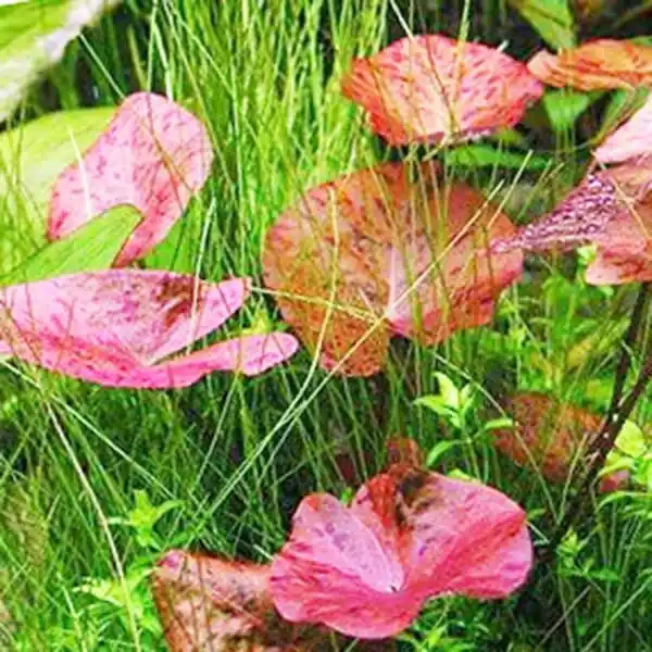 Red Tiger Lotus Aquarium Lily (Nymphaea zenkeri) - Canton Aquatics