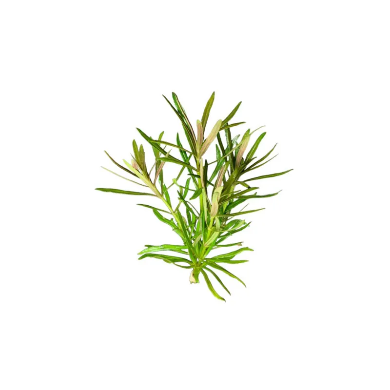 Pogostemon Stellatus Narrowleaf - CantonAquatics