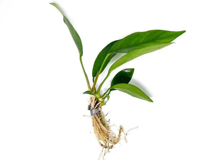Anubias Nancon - Canton Aquatics
