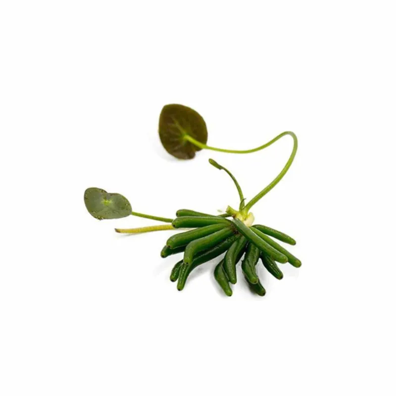 Banana Plant (Nymphoides Aquatica) - CantonAquatics