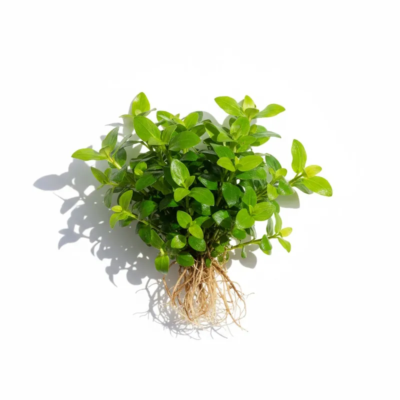 Staurogyne S Repens - Canton Aquatics