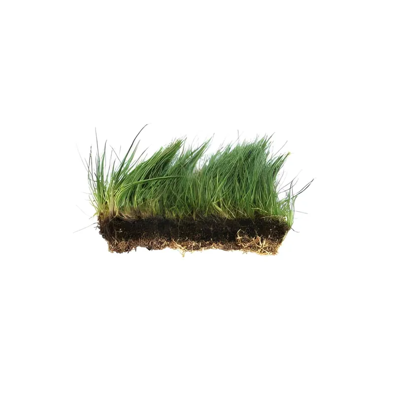 Dwarf Hairgrass Eleocharis Mat - CantonAquatics
