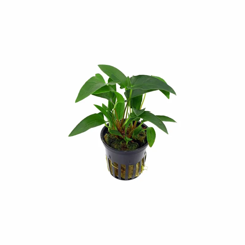 Anubias Barteri (Gracilis) - Canton Aquatics