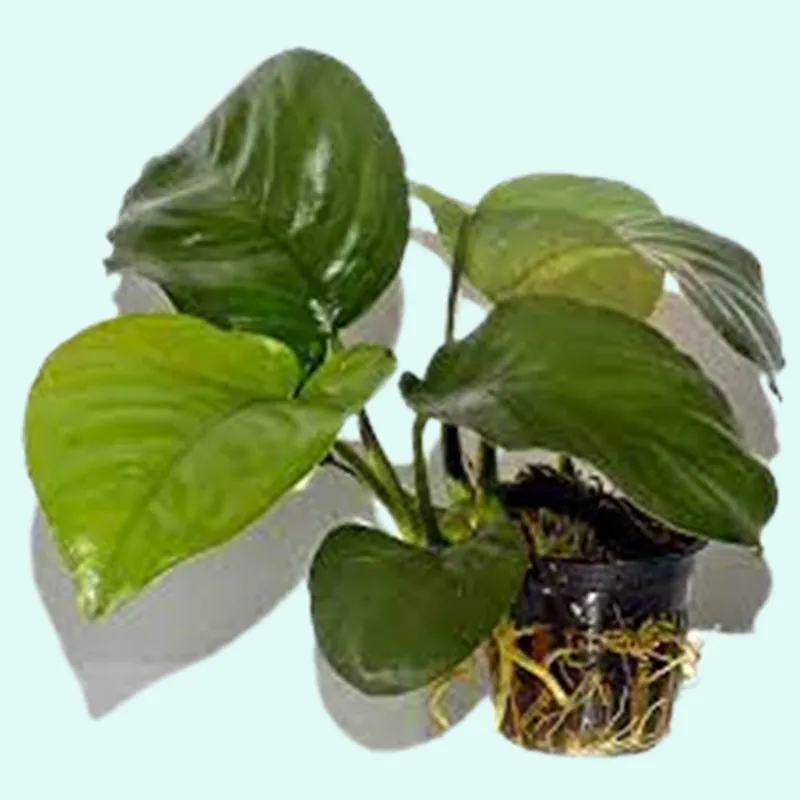 Anubias barteri var. Caladiifolia - Canton Aquatics