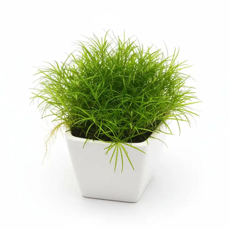 Micro Sword NarrowLeaf (Lilaeopsis Zelandiae) - Canton Aquatics