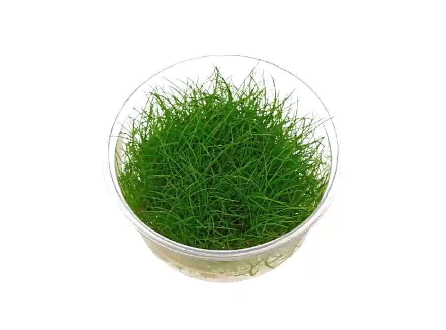 Eleocharis acicularis 'Mini' Dwarf Hair Grass Tissue Culture - Canton Aquatics