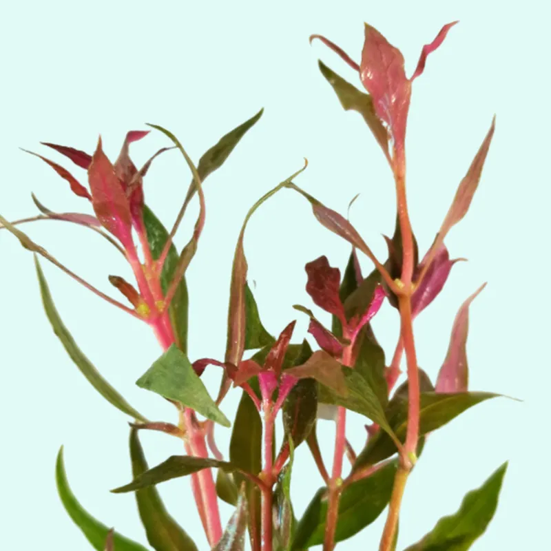 Alternanthera Rosanervig - Canton Aquatics
