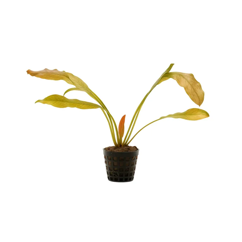 Indian Red Amazon Sword (Echinodorus) – Live Freshwater Aquarium Plant - Canton Aquatics