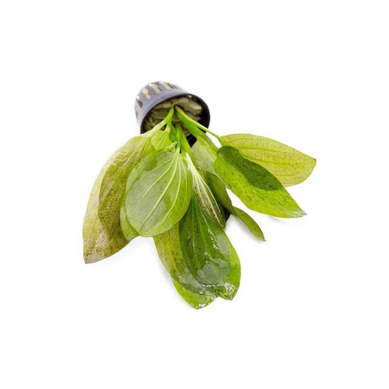 Amazon Sword Echinodorus "Green Ozelot" - Canton Aquatics