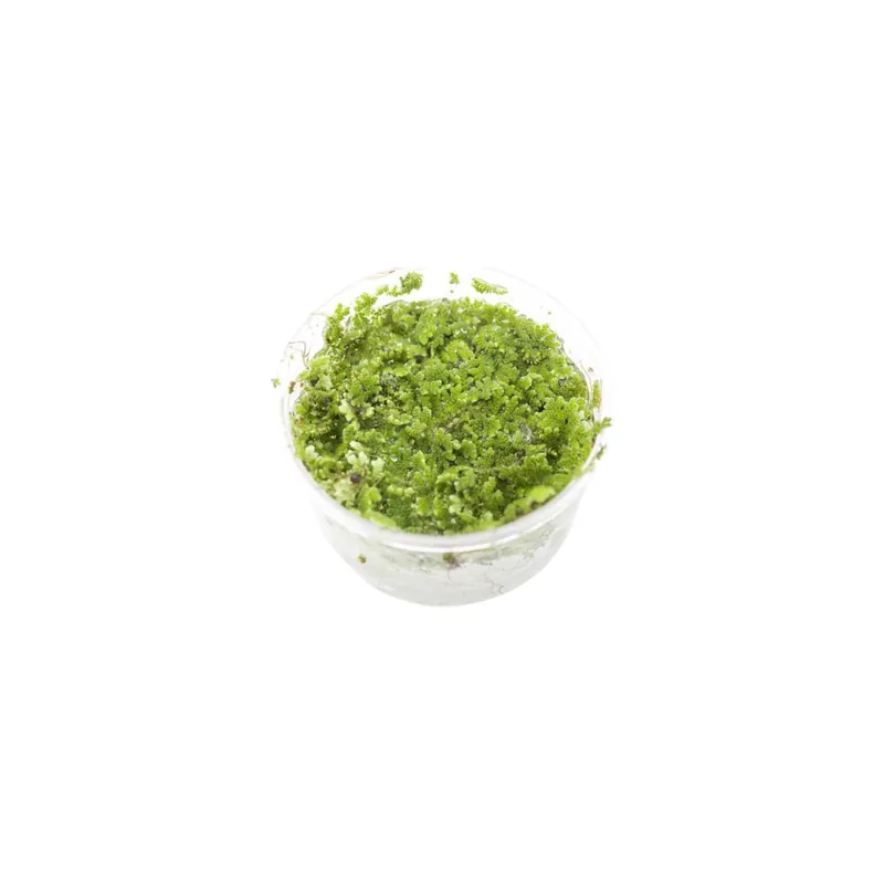 Azolla Filiculoides "Fairy Moss" - Canton Aquatics