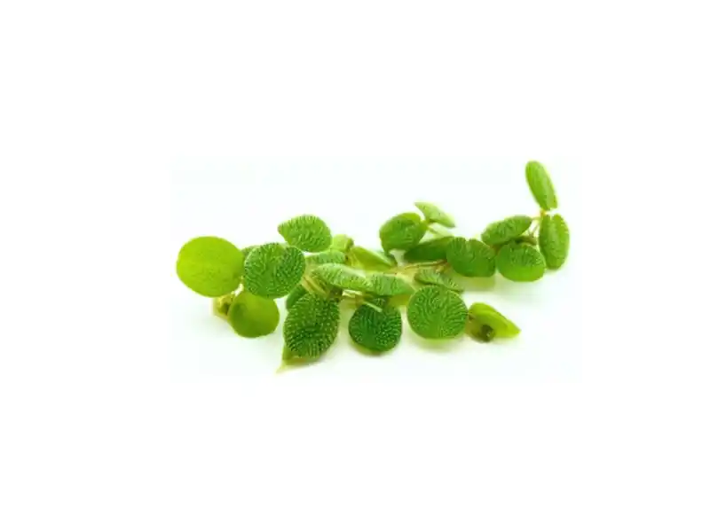 Salvinia Live Floating Aquarium & Pond Plant - Canton Aquatics