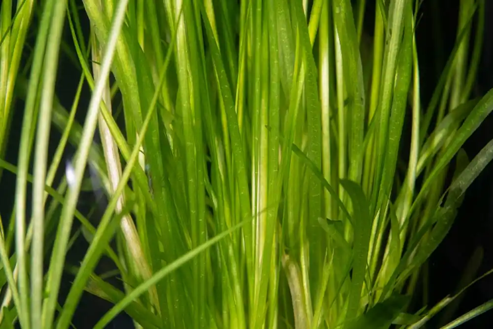 Jungle Vallisneria Americana - Canton Aquatics