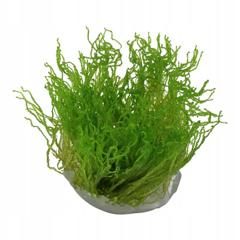 Flame Moss (Taxiphyllum 'Flame') - Canton Aquatics