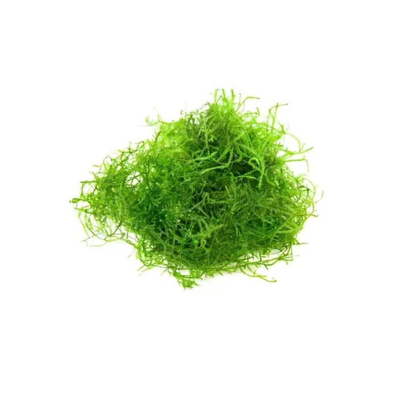 Java Moss "Taxiphyllum Barbieri" - Canton Aquatics
