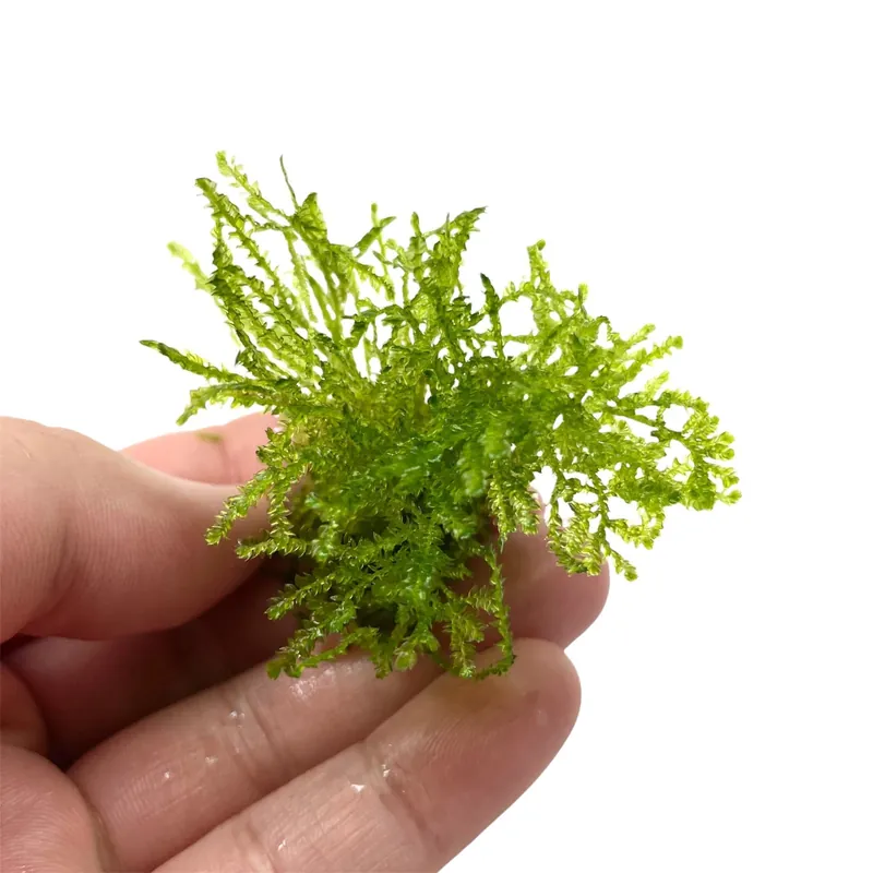 Weeping Moss (Vesicularia ferriei) – Live Freshwater Aquarium Plant - Canton Aquatics