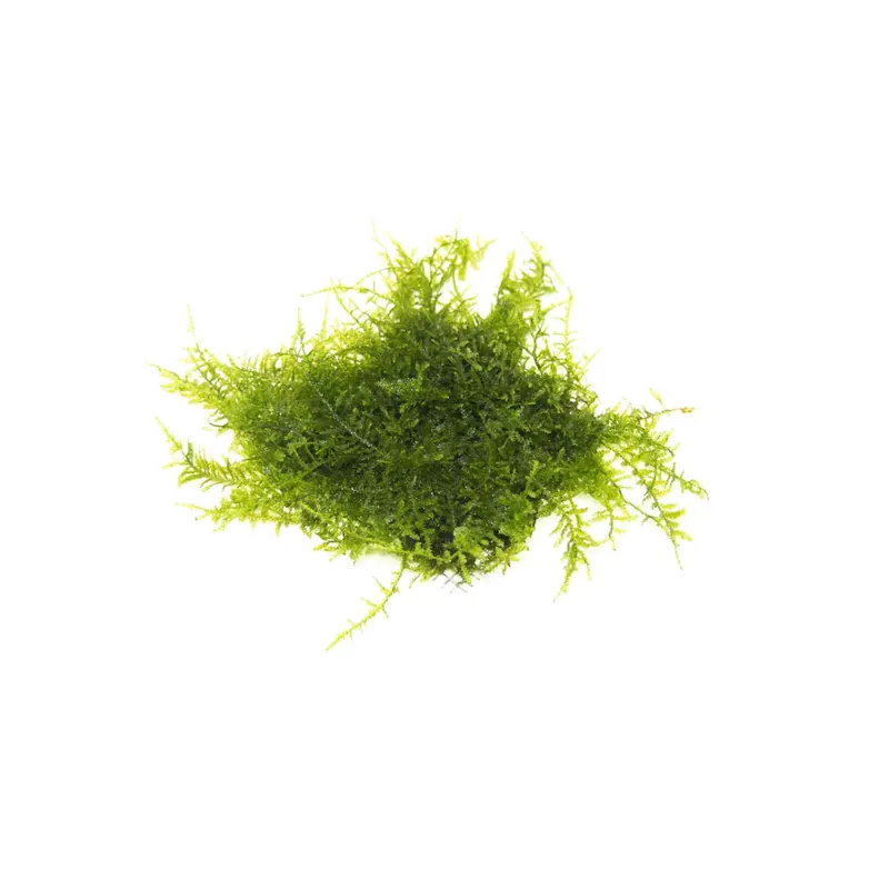 Christmas Moss Vesicularia Montagnei - Canton Aquatics