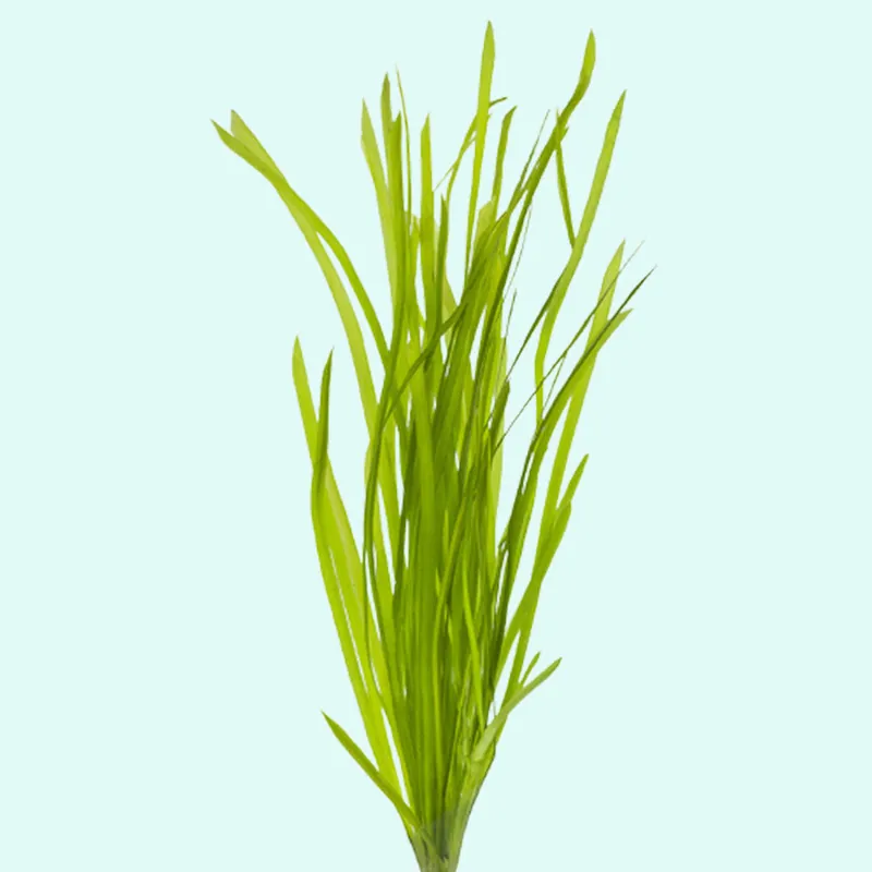 Valisnaria Spiralis "Italian" - Canton Aquatics