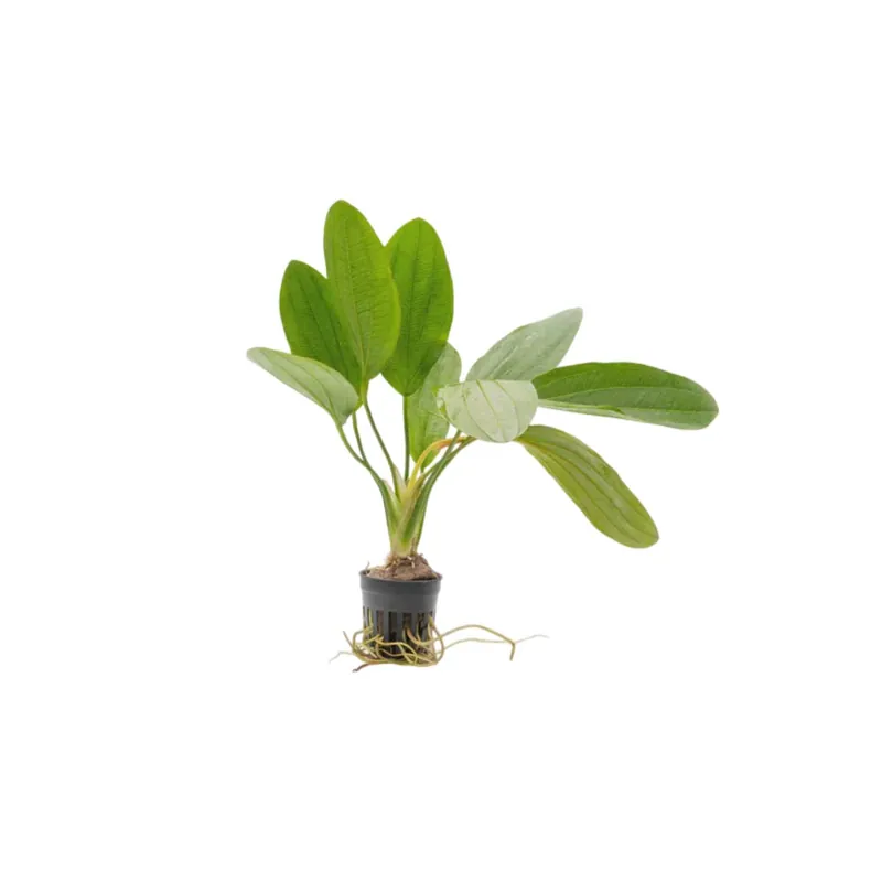 Amazon Melon Sword (Echinodorus Osiris) - CantonAquatics