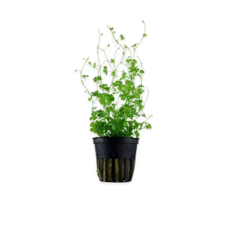 Dwarf PennyWort Japan (Hydrocotyle Tripartita) - CantonAquatics