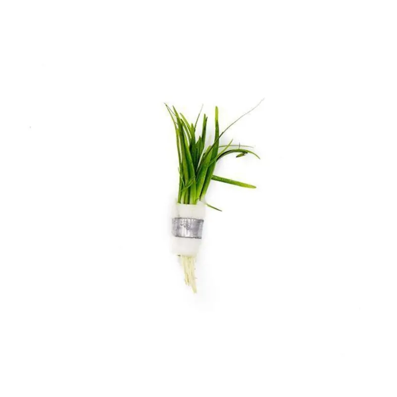 Dwarf Sagittaria Subulata - Canton Aquatics