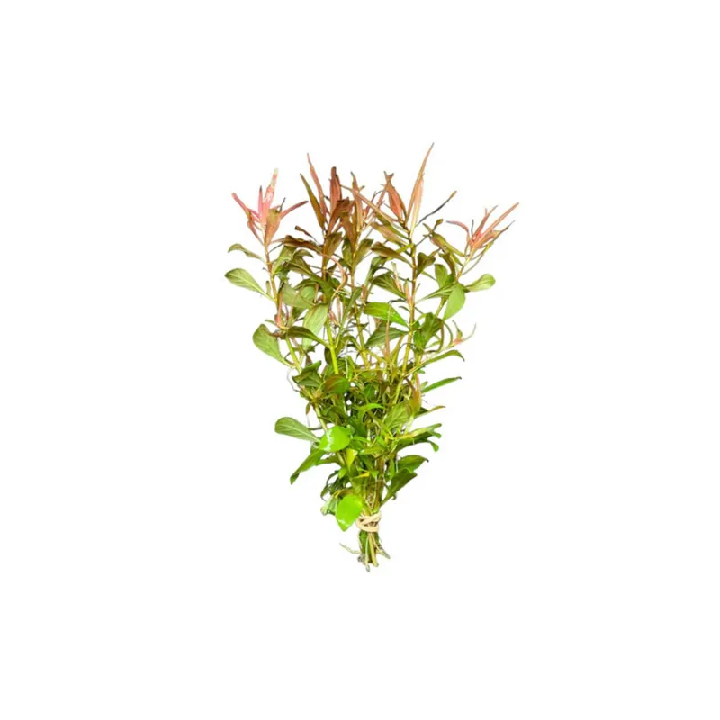Needle Leaf Ludwigia Arcuata - Canton Aquatics