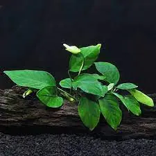Anubias Barteri (Nana) - CantonAquatics