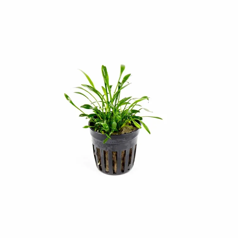Cryptocoryne Parva - Canton Aquatics