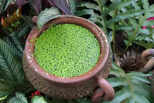 Duckweed (Lemma Minor) - Canton Aquatics