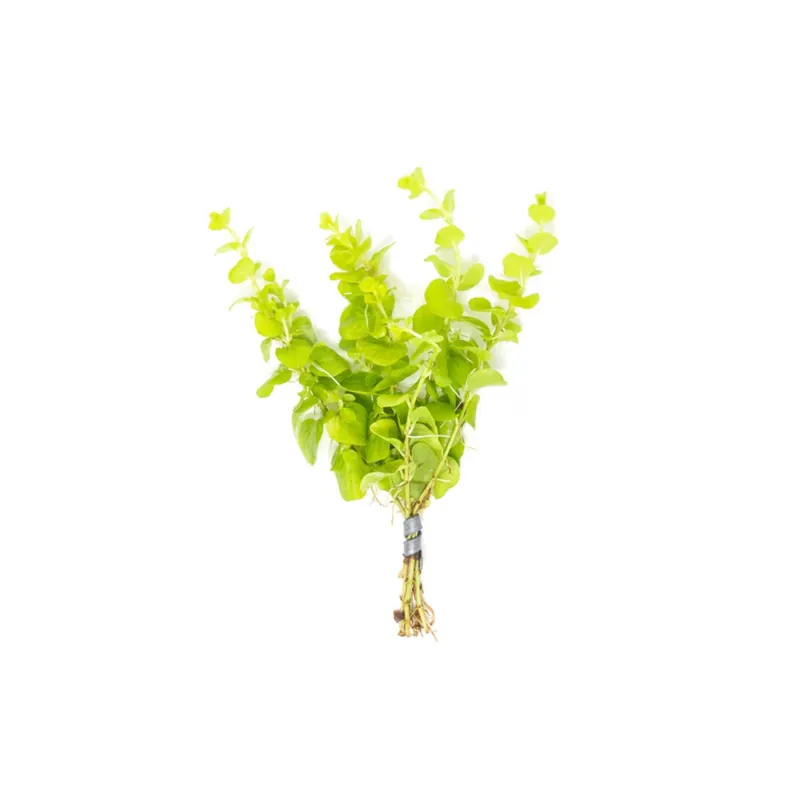 Lloydiella (Lysimachia nummularia) – Creeping Jenny Live Aquarium Plant - CantonAquatics