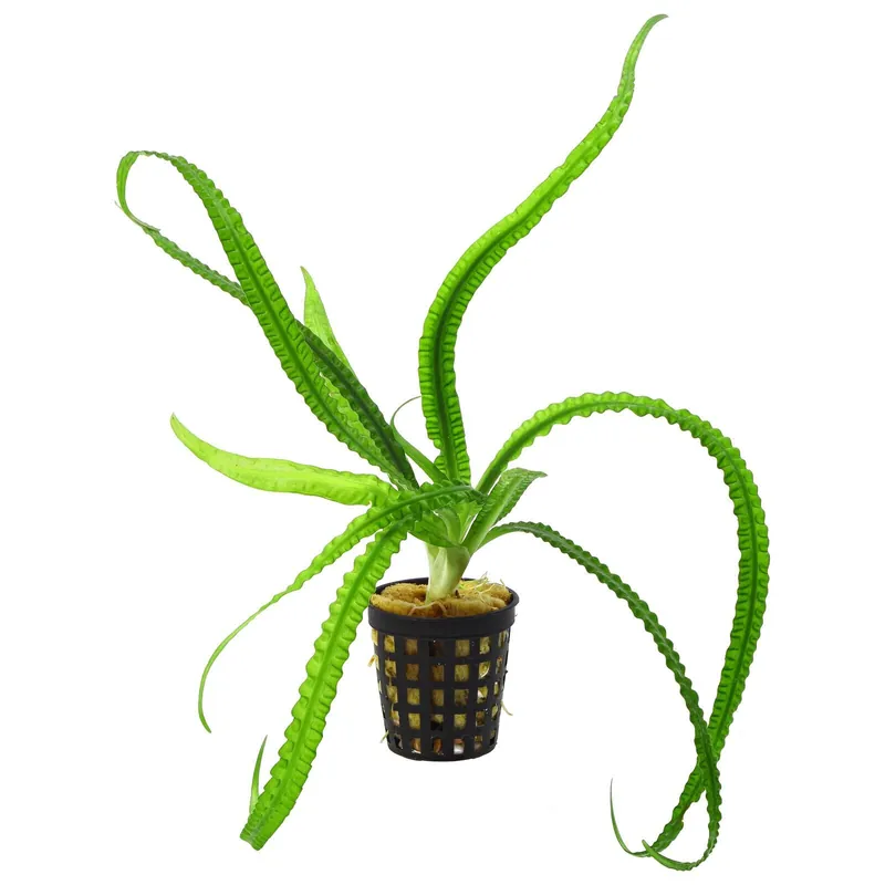 Crinum Calamistratum - Canton Aquatics