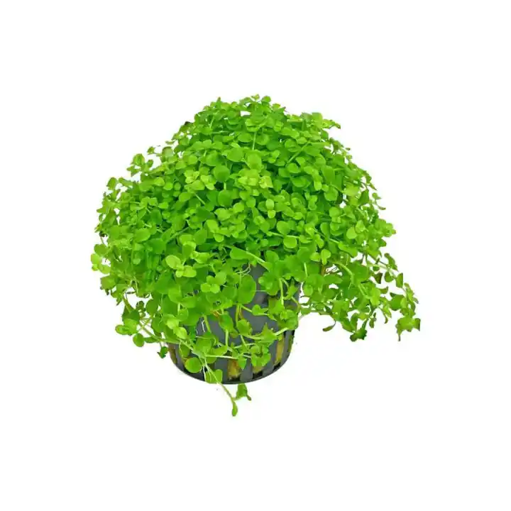 Micranthemum 'Monte Carlo' - Live Freshwater Carpet Aquarium Plant