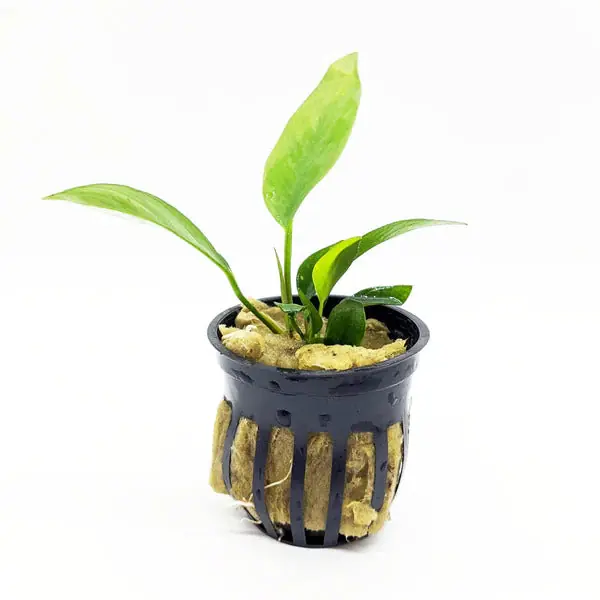 Anubias Nangi - Canton Aquatics