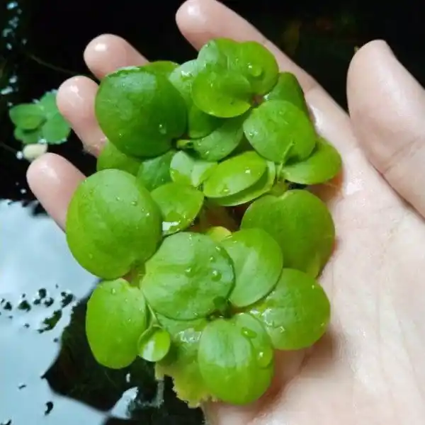 Frogbit (Limnobium Spongia) - Canton Aquatics