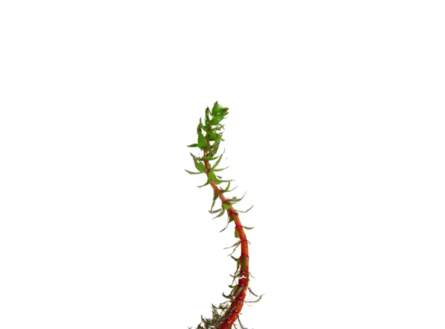 Myriophyllum Heterophyllum Myrio Red - Canton Aquatics