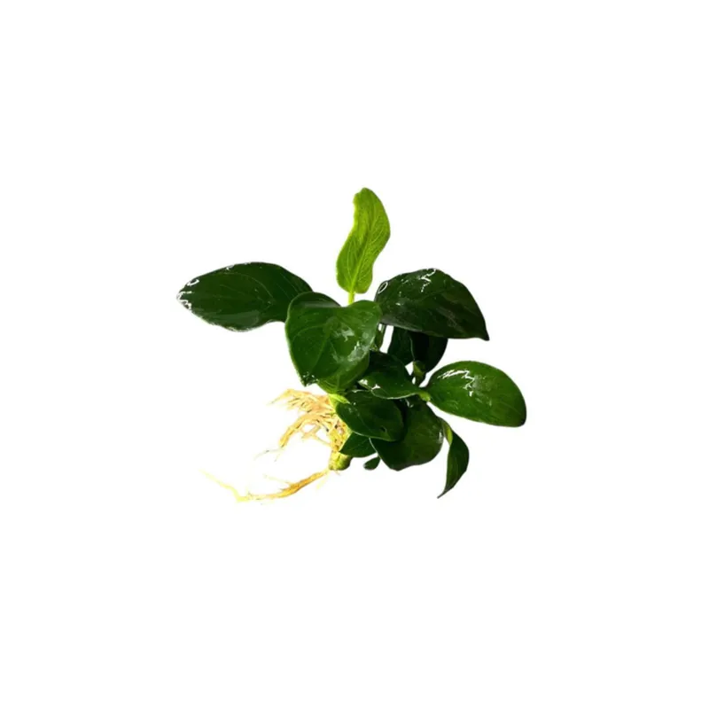 Anubias Barteri "Nana Petite" – Live Aquarium Plant - Canton Aquatics
