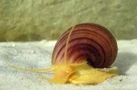 Mystery Snail (Pomacea bridgesii) - Canton Aquatics