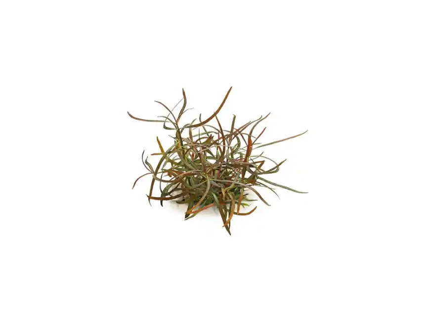 Hygrophila Araguaia – Live Freshwater Aquarium Plant - CantonAquatics
