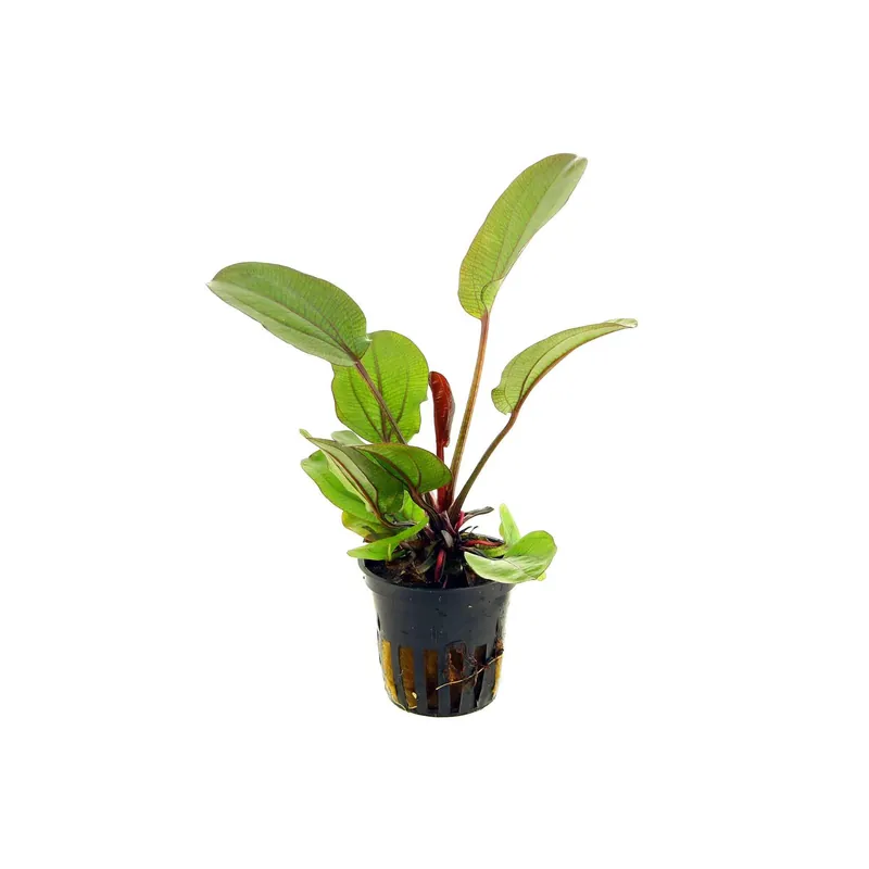 Amazon Sword Echinodorus ‘Reni’ – Live Freshwater Aquarium Plant - Canton Aquatics