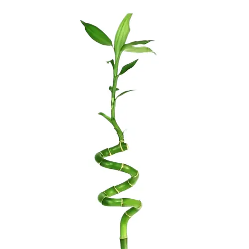 Lucky Bamboo Plant (Dracaena Sanderiana) - Canton Aquatics