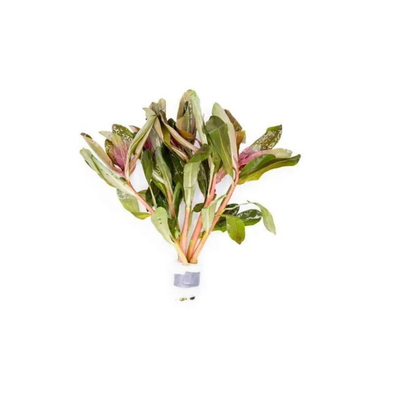 Ammania senegalensis – Live Freshwater Aquarium Plant - Canton Aquatics