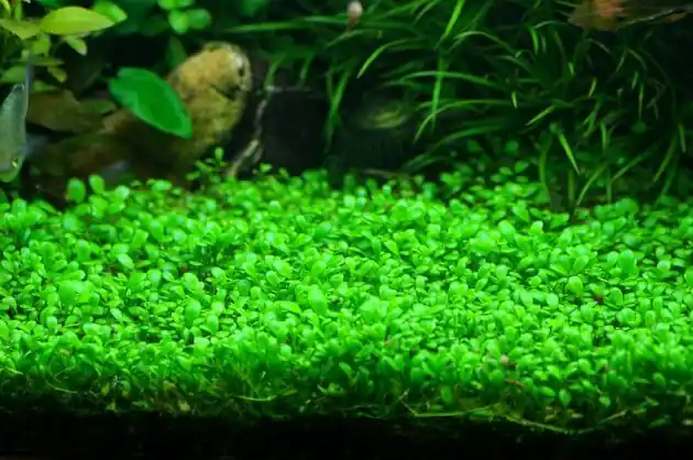 Pearl Weed (Hemianthus Micranthemoides) – Live Aquarium Plant - Canton Aquatics