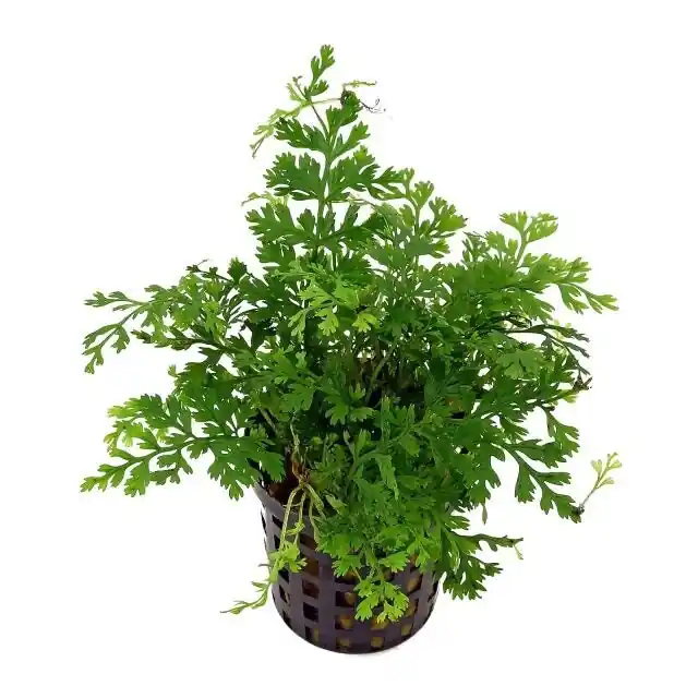 Bolbitis Heteroclita Difformis "Mini" – Live Aquarium Fern - Canton Aquatics
