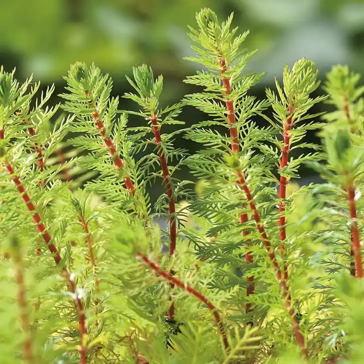 Red Parrot Feather (Myriophyllum brasiliensis) – Top Water Aquarium Plant - Canton Aquatics