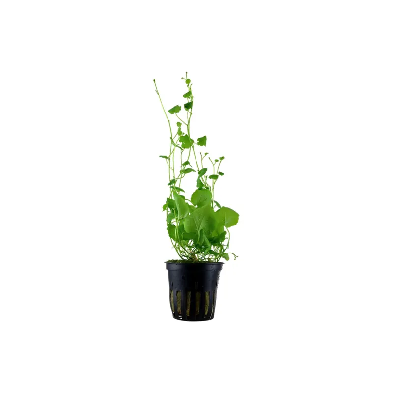 Cardamine Lyrata (Chinese Ivy) – Live Aquarium Plant - CantonAquatics