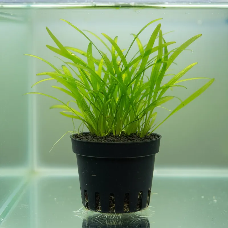 Chain Sword Narrow Leaf (Hellanthium bolivianum) – Live Aquarium Foreground Plant - Canton Aquatics