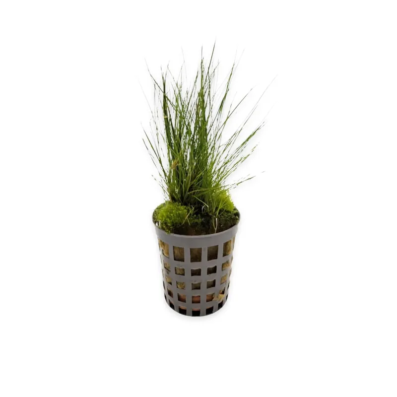 Dwarf Hairgrass (Eleocharis sp.) – Live Aquarium Foreground Plant - Canton Aquatics