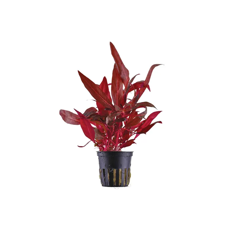 Alternanthera reineckii ‘Mini’ – Tissue Culture Aquarium Plant - Tropica
