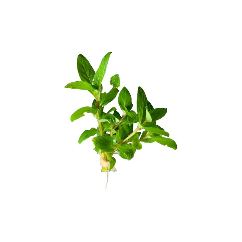 Staurogyne Repens Clumps – Live Freshwater Aquarium Plant - Canton Aquatics