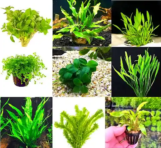 6 Premium Green Plants Assorted Pack – Live Freshwater Aquarium Plants - Canton Aquatics